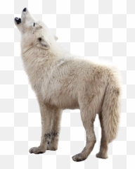 Crown Wolf Back Side Png Images - Wolf Png Emoji,Wolf Howl Emoji