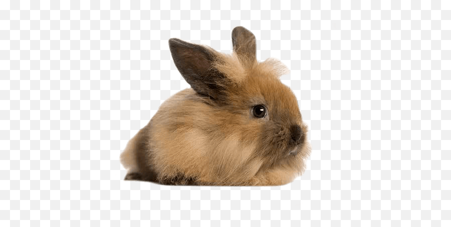 Angora Rabbit Health Facts By Petplan Petplan Emoji,Bugs Bunny Emotions