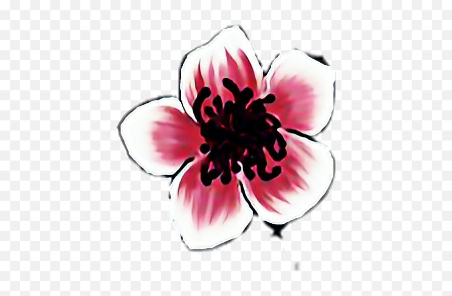 Flower Emoji,Sakura Flower Emoji