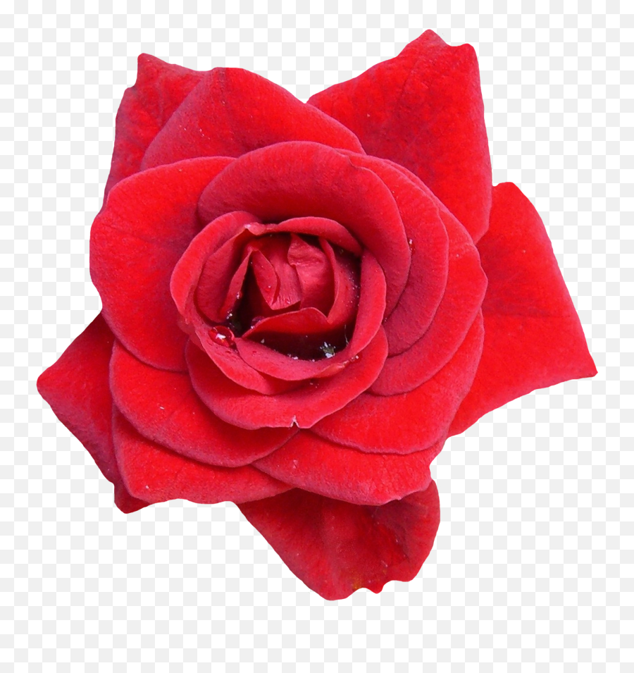 Red Rose Hd Png - Red Rose Flowers Png Emoji,Red Flowers Emoji