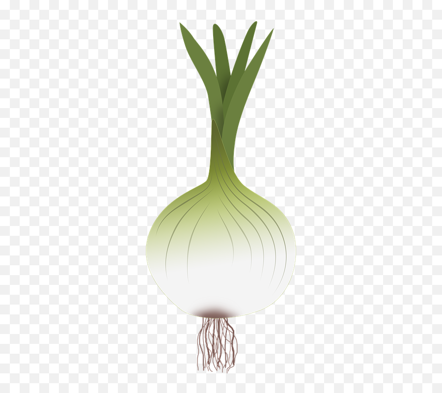 Green Onion Png - Onion Drawing Of Onion Vegetables Power Fresh Emoji,Onion Emoji
