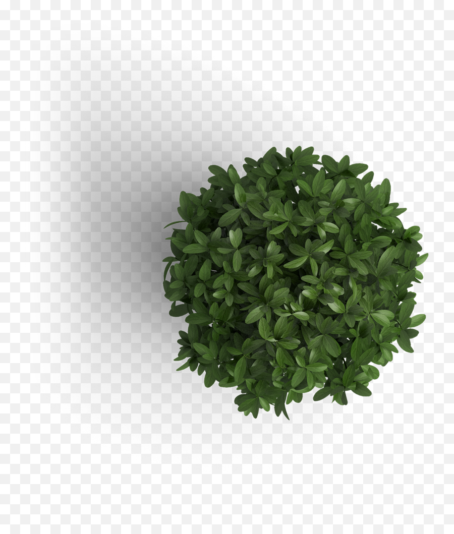 Azuis Qualyvinil Nosso Leque Com 6000 - Plant Png Emoji,Cara De Paquera Emotion