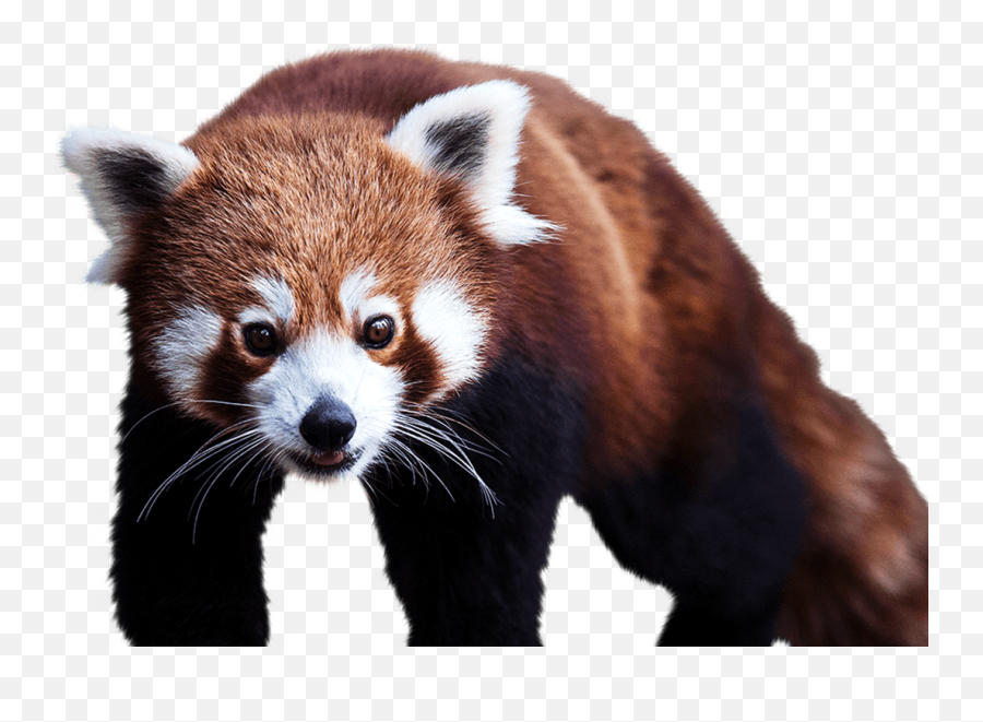 Panda Png Animal Images Panda Bear - Red Panda Image Png Emoji,Red Panda Emoji