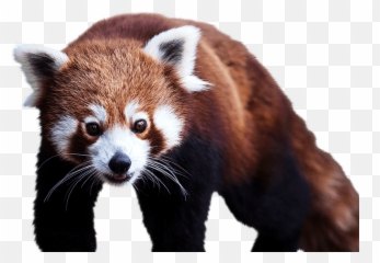Panda Png Animal Images Panda Bear - Red Panda Image Png Emoji,Red Panda Emoji