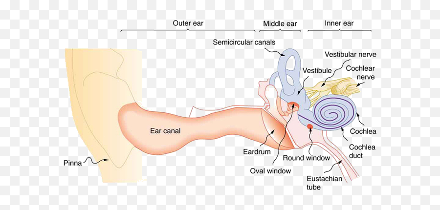 93 Hearing - Chemistry Libretexts Dolphin Ear Labeled Emoji,Ears React To Your Emotions