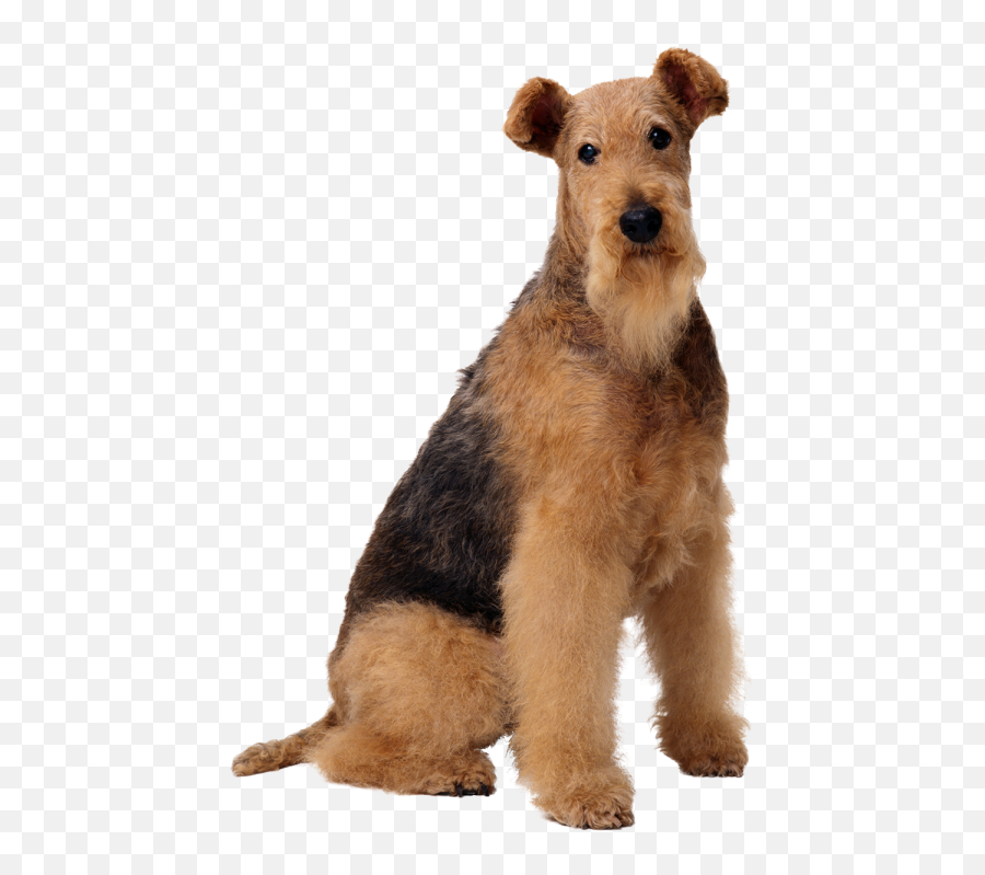 Long Hair Brown Sitting Dog Png Images - Fox Terrier Emoji,Terrier Dog Emoji Png