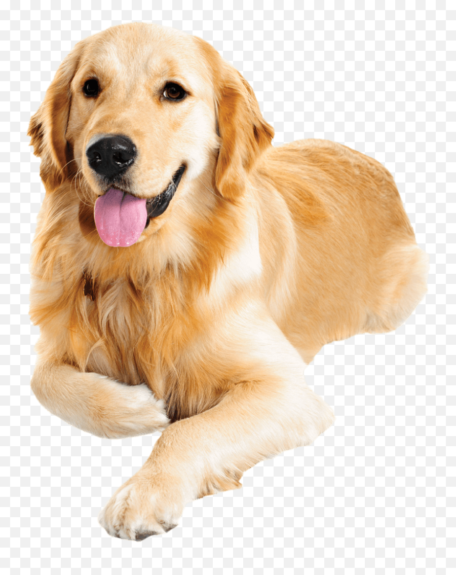 Golden Retriever Png Transparent Images - Golden Retriever Png Emoji,Labrador Retriever Happy Birthday Emoticon