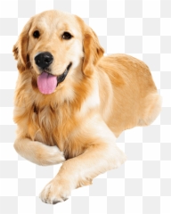 Golden Retriever Png Transparent Images - Golden Retriever Png Emoji,Labrador Retriever Happy Birthday Emoticon
