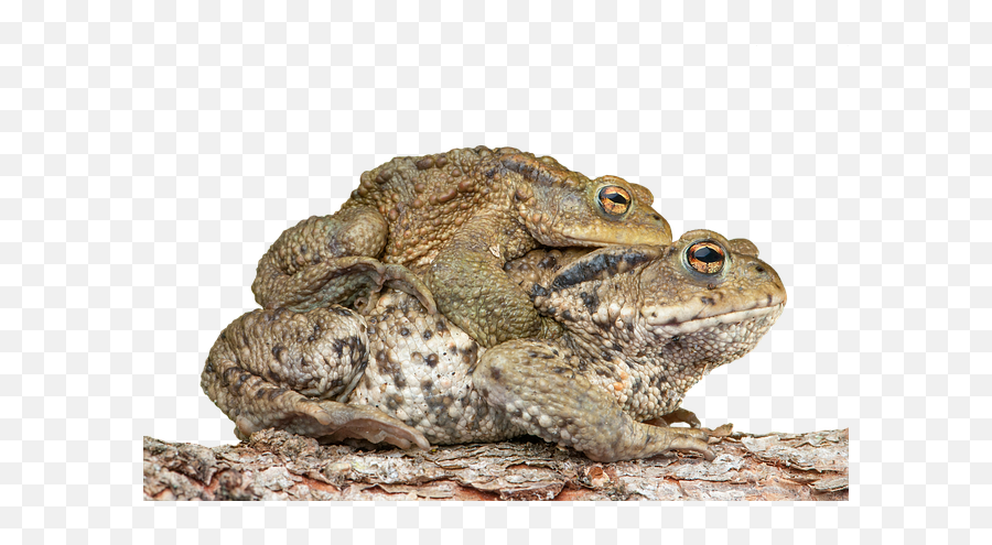 Free Photo Piggyback Bufonidae Bufo - Poisonous Toads In Spain Emoji,Spadefoot Toad Emotion