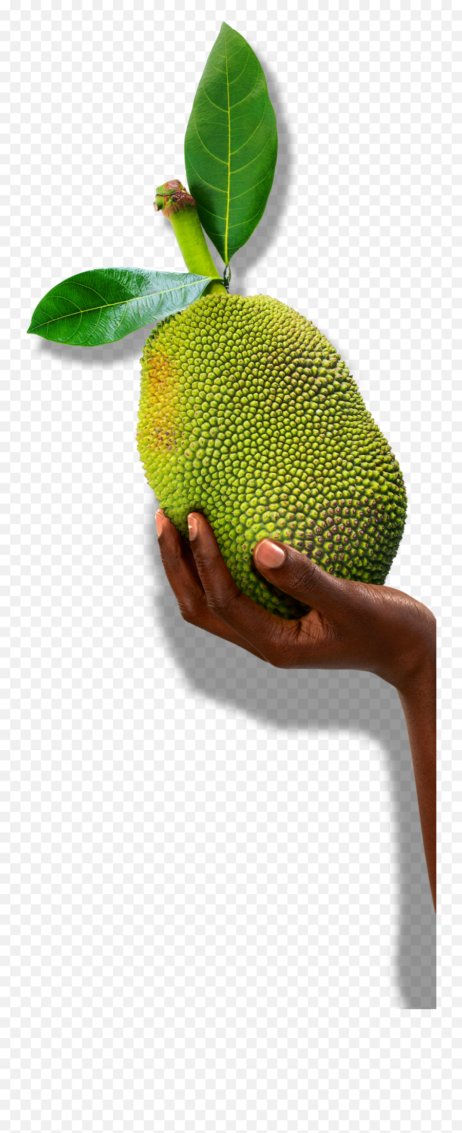 Dried Jackfruit U2013 Mr Jackfruit U2013 Jali Fruit Co Emoji,Enjoy Your Fruit Emoji