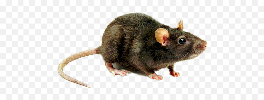 Scmouse Mouse Rat Rato Sticker By Decripti Acid - Mouse Animal Png Emoji,Mice Emoji