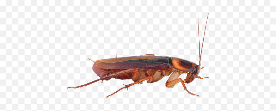 Cockroach Png - Cockroach Png Emoji,Cockroach Emoji