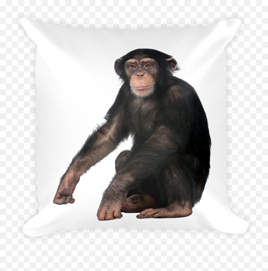 Chimpanzee - Luffy Chimpanzee Emoji,Monkeys Emotion