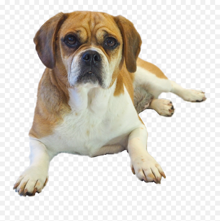 The Most Edited - Puggle Emoji,Vizsla Emoji