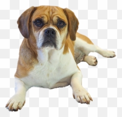 The Most Edited - Puggle Emoji,Vizsla Emoji