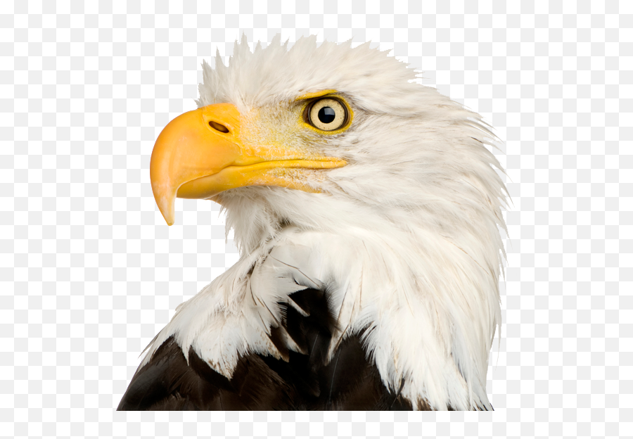 Bald Eagle - Bald Eagle Head Png Emoji,Bald Eagle Emoji