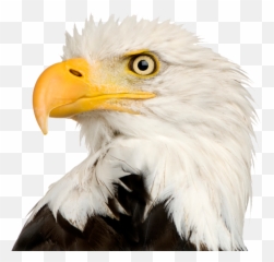 Bald Eagle - Bald Eagle Head Png Emoji,Bald Eagle Emoji