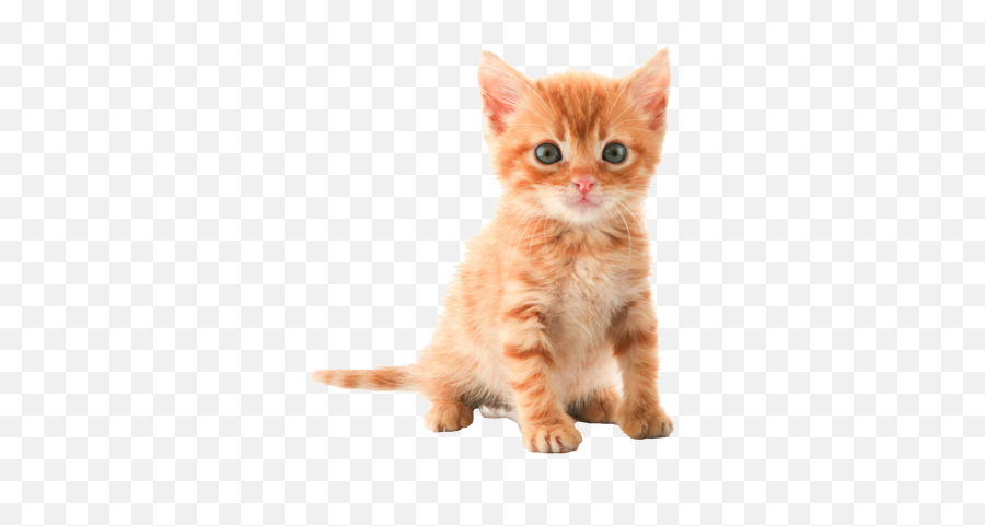 Orange Kitten Psd Psd Free Download Templates U0026 Mockups Emoji,Kawaii Emoticons Cats