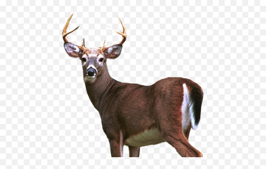 Deer Free Png Images Download Free Hd - Yourpngcom Emoji,Emoji Buck Animal