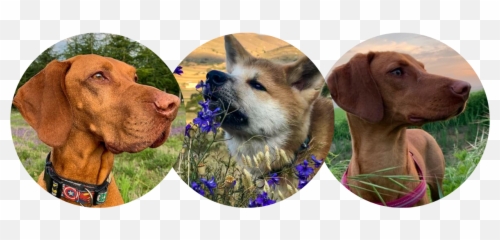 Rainbow Mountain Dogs - Northern Breed Group Emoji,Dog Tail Emotions