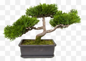 Bonsai - Bonsai Psd Emoji,Bonsai Emoji