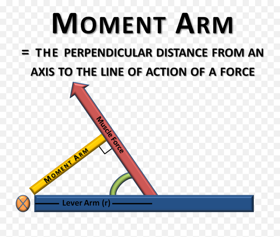 Levers Anatomy Definition - Achilles Tendon Moment Arm Emoji,Arm Muscles Emoji
