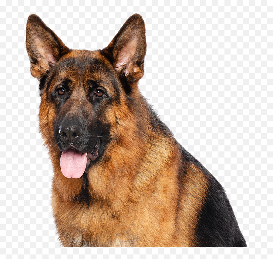 10 Dog Breeds Australians Love The Most Compare The Market - German Shepherd And Staffy Emoji,How To Tell German Shepherds Emotions By Their Ears