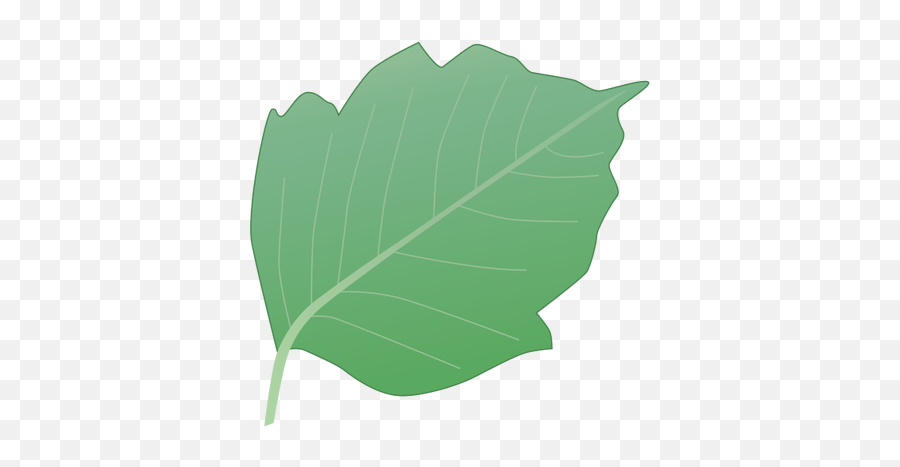 Rhus Radicans Poison Ivy Leaf University Of Maryland - Birch Family Emoji,Poison Ivy Leaf Emoticon