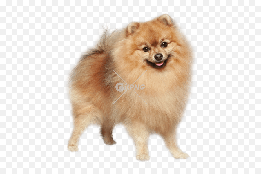 Tags - Cute Gitpng Free Stock Photos German Spitz Price India Emoji,German Emojis Tumblr