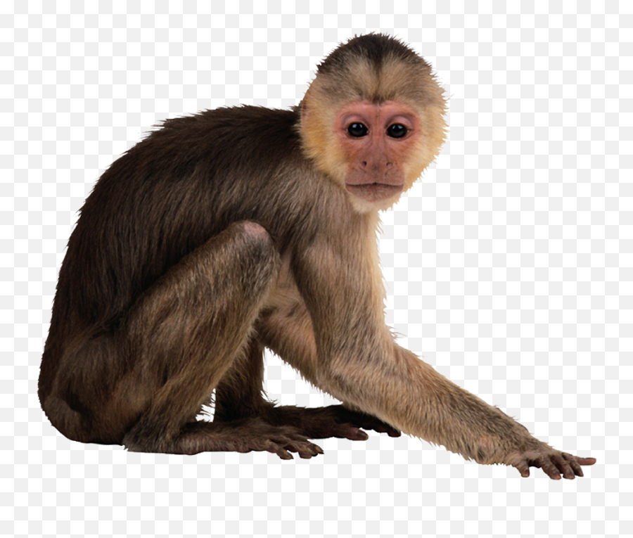 Free Transparent Monkey Png Download - Monkey Png Transparent Emoji,Sitting Monkey Emoji Png