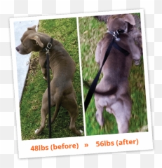 Pitbull Puppy Png Emoji,Dog Ptbull Emojis