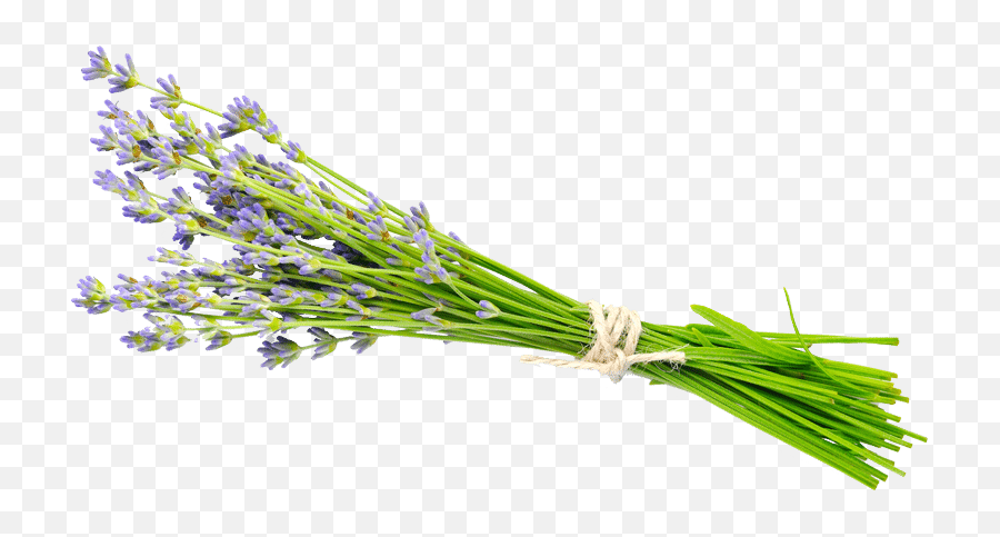 Send Thank You Flowers - Fines Herbes Emoji,Gratitude, The Healthiest Of All Human Emotions