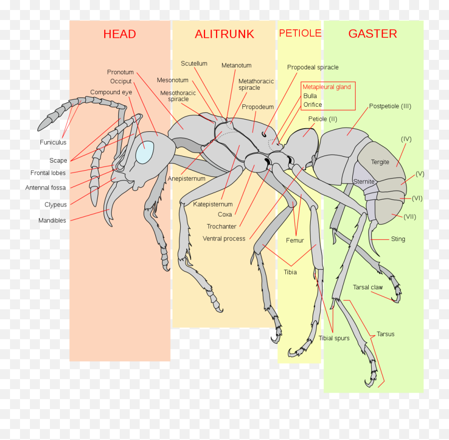 Dinomyrmex Gigas - Giant Forest Ant Taxo4254 Wikinus Emoji,Zzz Ant Ladybug Ant Emoji