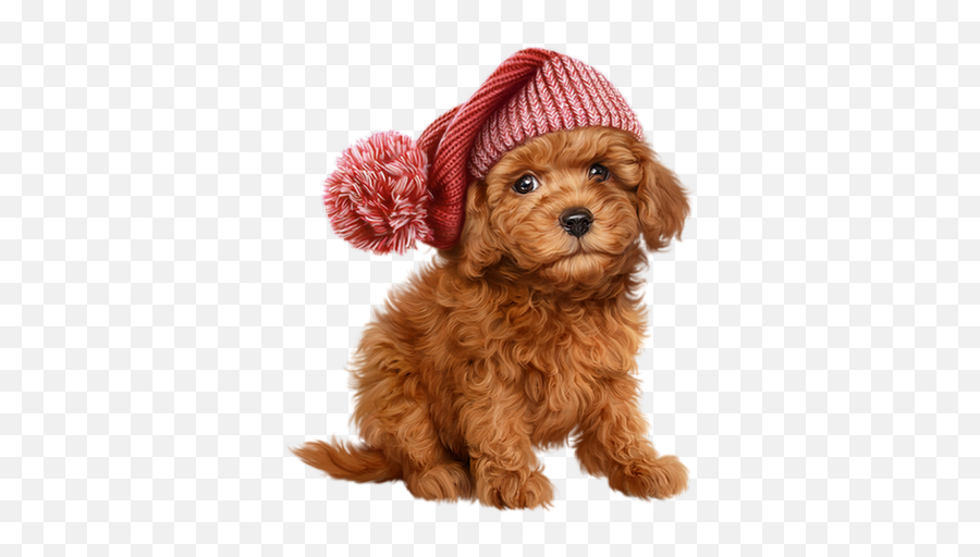 410 Husty Puppy Ideas In 2021 - Mini Poodle Transparent Background Emoji,Labradoodle Emoji