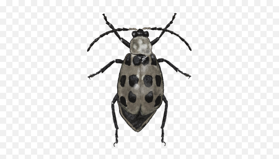 Boll Weevil Diet - Anthonomus Grandis Grandis F9247b Emoji,Mixed Emotions Boll