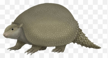 Discover Trending - Cingulata Emoji,Armadillo Emoji
