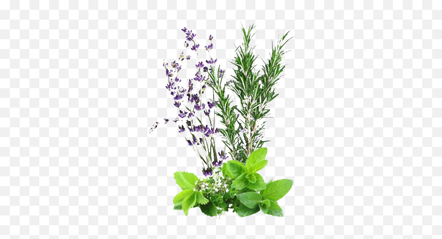 Herbs Png Image Png Arts Emoji,Herb Emojis