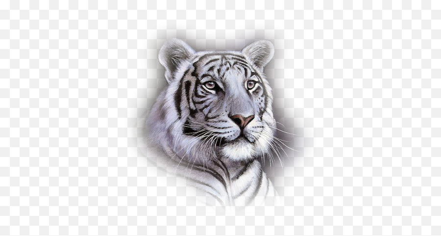 White Tiger Png Transparent Background Free Download 39195 Emoji,Bengal Tiger Emoji