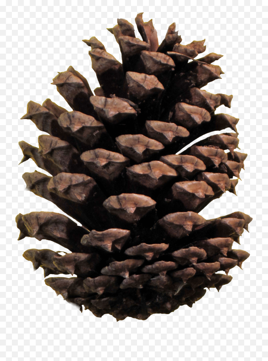 Christmas Pine Cone Png - Conifer Cone Png Clipart Full Pine Cone Png Emoji,Pine Tree Emoji