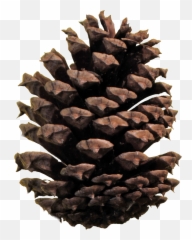Christmas Pine Cone Png - Conifer Cone Png Clipart Full Pine Cone Png Emoji,Pine Tree Emoji