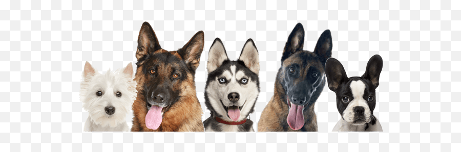 The Best Solution To Raise The Dog Ears - Tent Up Aktivas Dogs Shoes Emoji,How To Tell German Shepherds Emotions By Their Ears