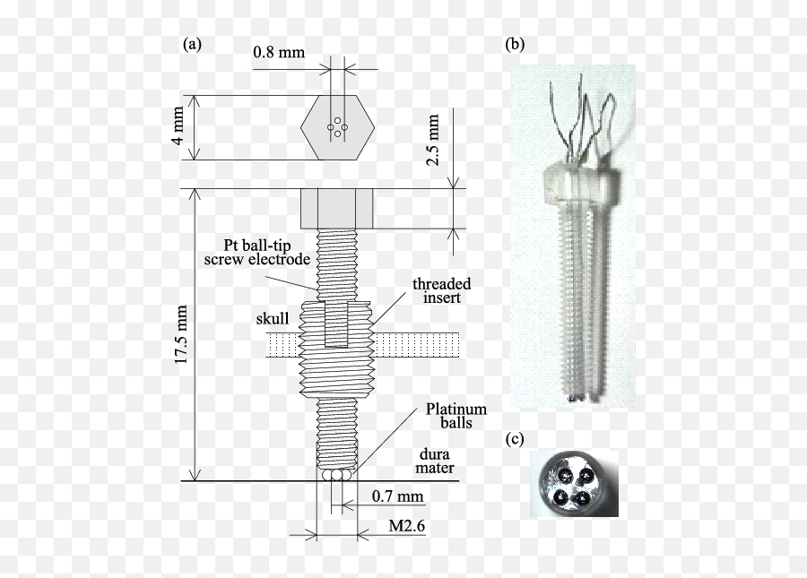 Schematic View Of The Platinum Pt Ball - Tip Screw Electrode Vertical Emoji,Emotions Balls