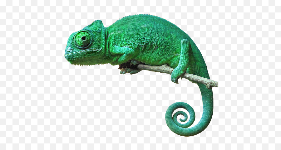 The Most Edited Cameleon Picsart - Chameleon Png Emoji,Cameleon Emoji