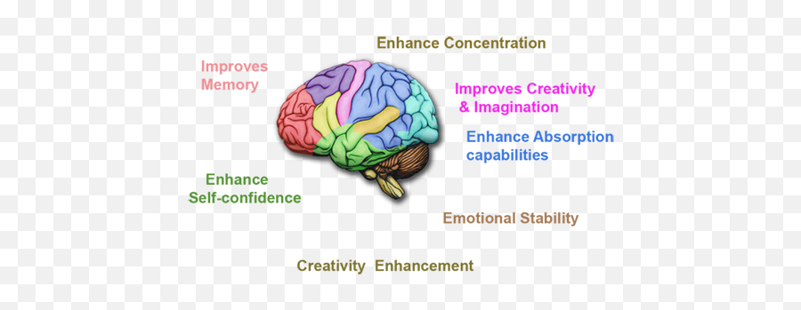 Human Brain Power Enhancement - Benefits Of Mid Brain Activation Emoji,Human Brain Diagram Emotions