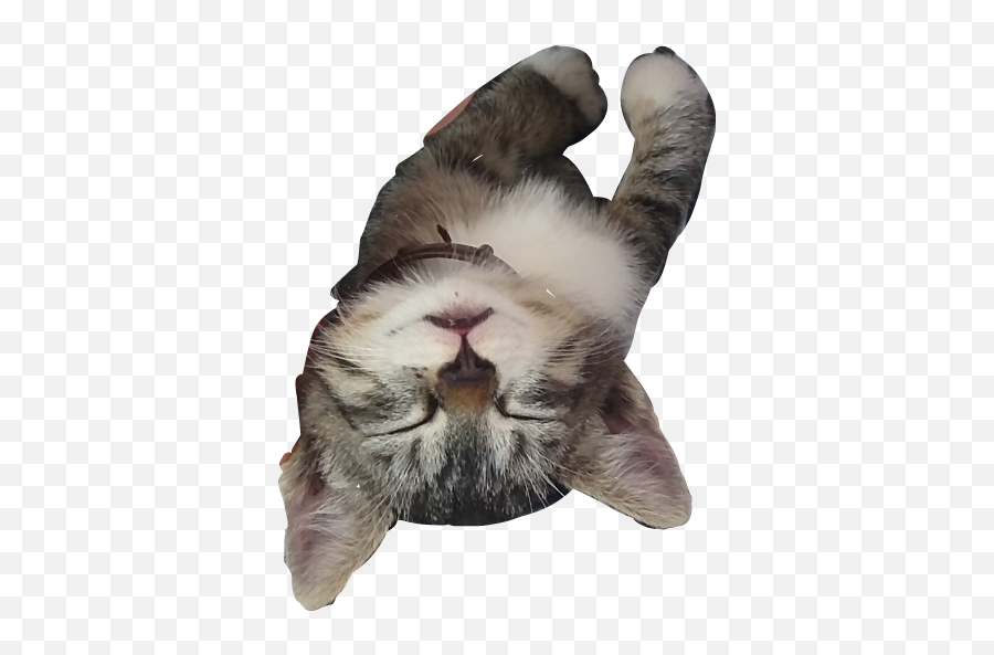 Sleeping Cat Sticker - Soft Emoji,Sleeping Cat Emoji