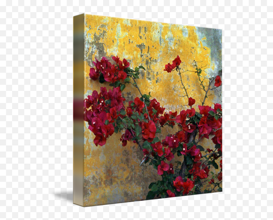 Bougainvillea By Mission Wall By Larry Costales Emoji,Emotions And Colr