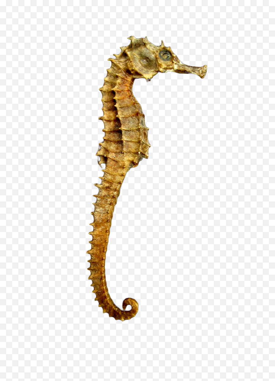 Seahorse Png - Deniz At Png Emoji,Seahorse Emoji