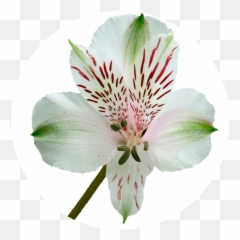 Catálogo De Alstroemeria En - Lily Of The Incas Emoji,Riverdance Emoji