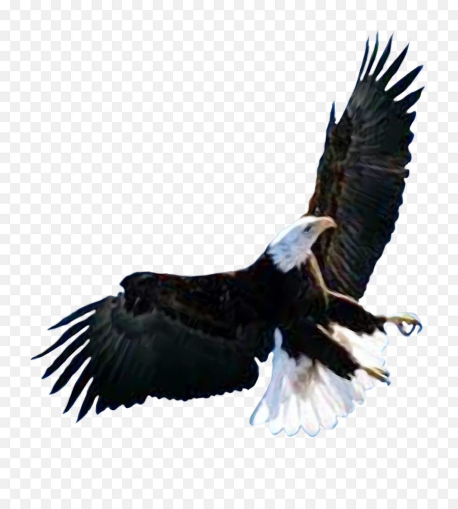 Bird Birds Falcon Falcons Sticker - Bald Eagle Emoji,Falcons Emoji