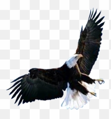 Bird Birds Falcon Falcons Sticker - Bald Eagle Emoji,Falcons Emoji